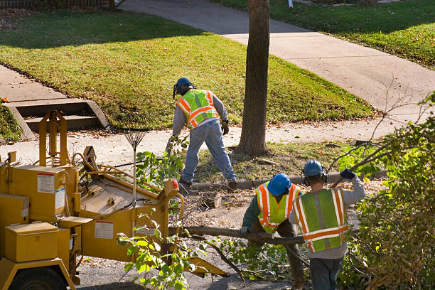 Professional  Tree Services in Riner, VA