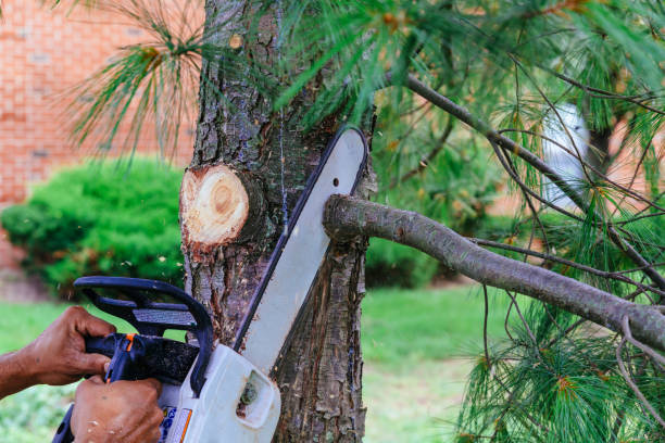 Why Choose Our Tree Removal Services in Riner, VA?